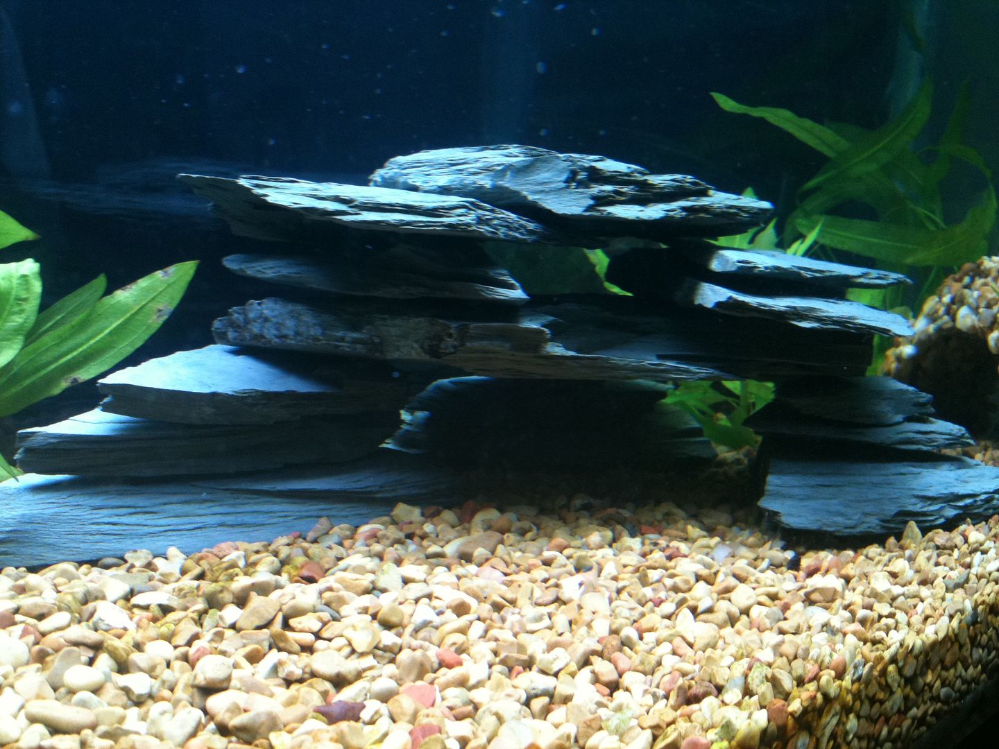 rocks-aquarium-forum